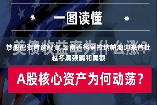 炒股配资首选配资 云南香格里拉纳帕海迎来首批越冬黑颈鹤和黑鹳